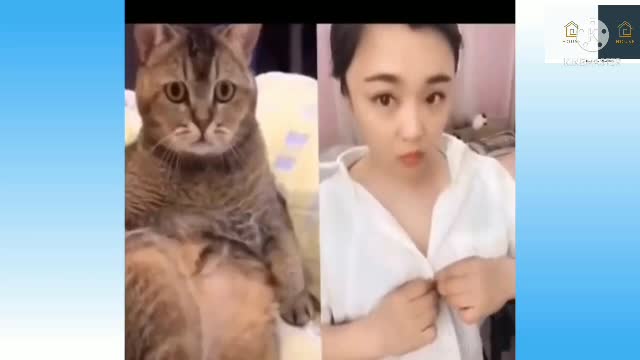 dog and cat planning training funny video 2022