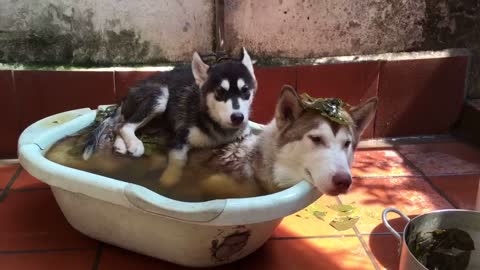 dog Bath Fail