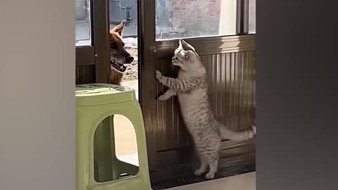 Try not to lough funny cats and dogs videos 2024 new funny animal video Part 15