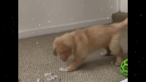 Dog haircut? How much is it