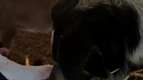 Dog and Cow Share Some Kisses