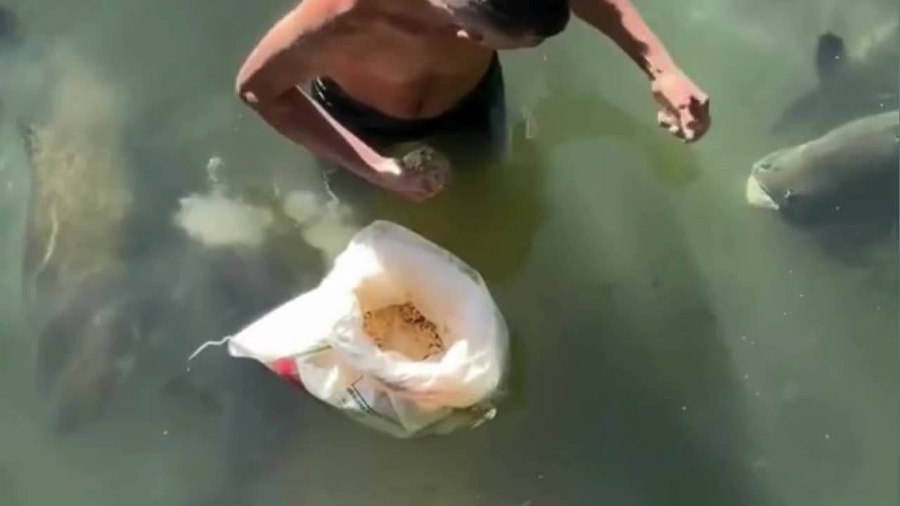 Feeding Live Food To Catfish