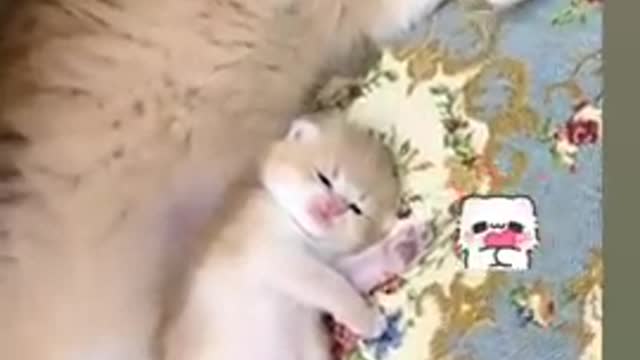 Baby cats 😻 cute and funny cat video 📸 funny compliant and Cut and funny cat argument 🤣🔪🖤