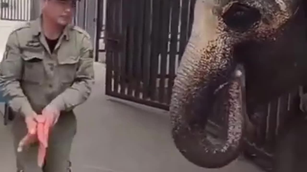 Best Funny Animal Videos of the year , funniest animals ever. relax with cute animals video