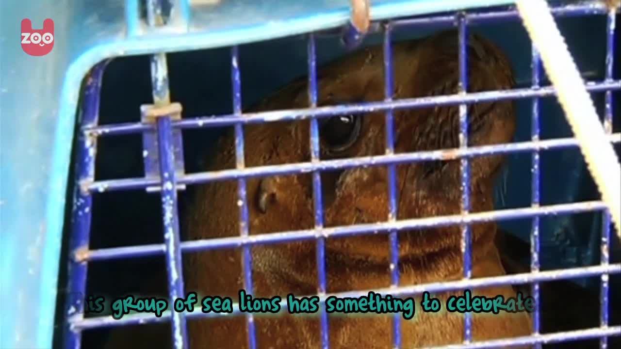 Rescued Sea Lions Go Home