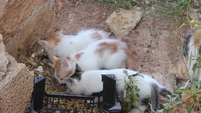 triple cats cannot resist food thrown on ground