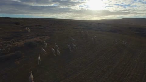 Sheep Running Across Meadow Aerial View at Sunset