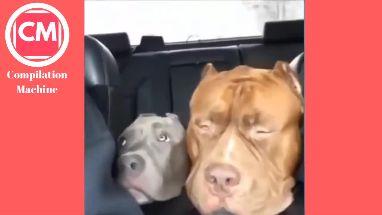 Another Try not to laugh Funny animals laugh nr 2