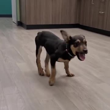 Dog dancing like Michael jackson