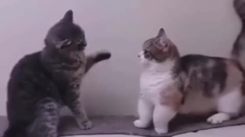 Funny cat video 😂 #shorts #cat ❤️ #funnycat