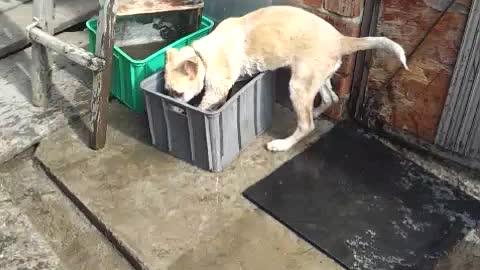 Puppy playing with water