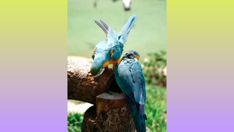 TWO LOVELY PARROTS CARESSING EACH OTHER