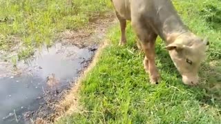 Kerbau di sawah begitu jinak