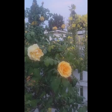 God has a way of making things Bloom!