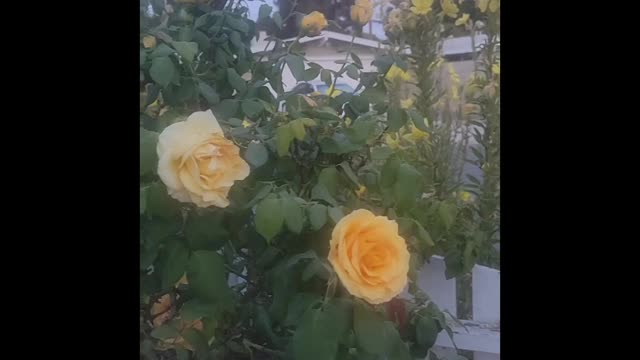 God has a way of making things Bloom!