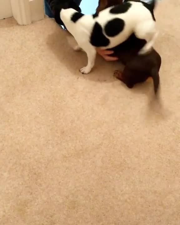 Perros extremadamente felices de ver a su humano favorito