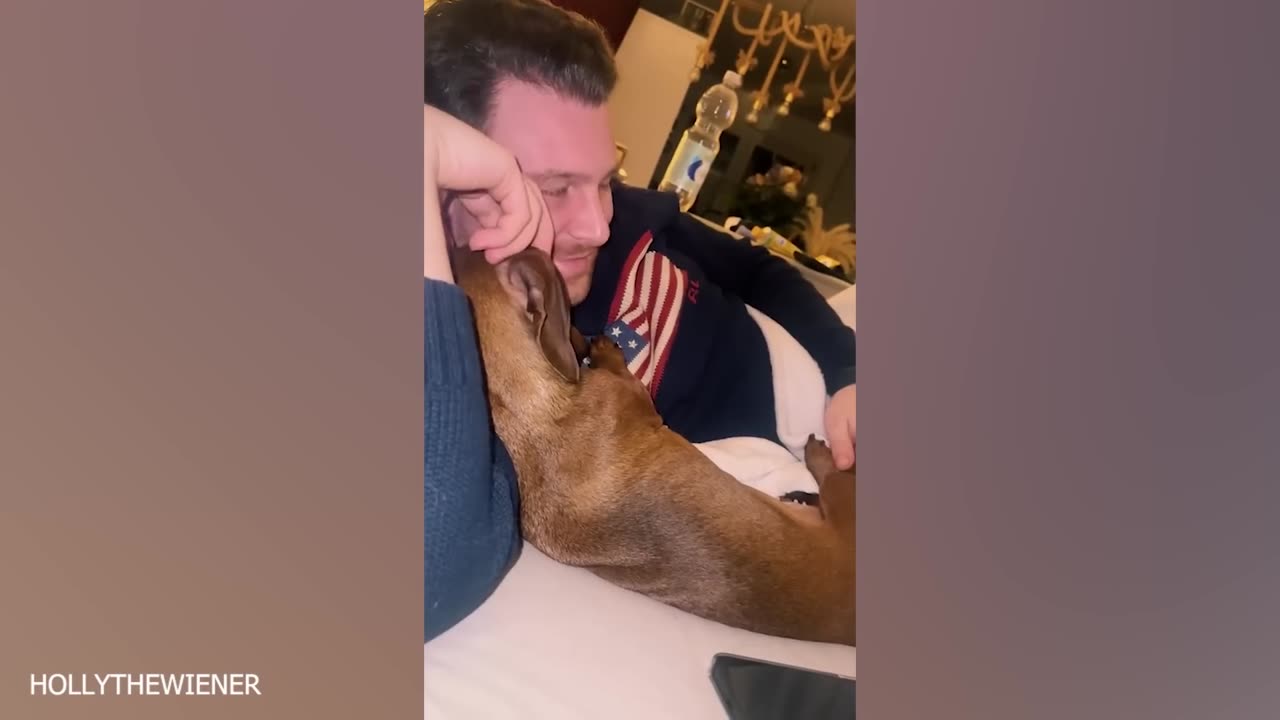 Don't try to mess with these dog - Funny Dog Videos 2023