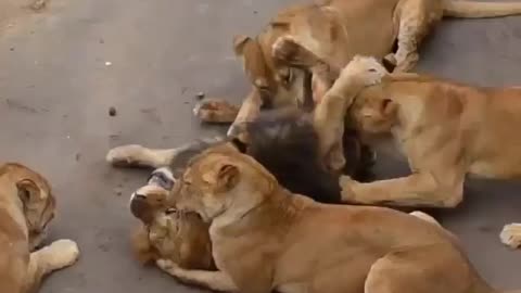 Male lion attacked By female