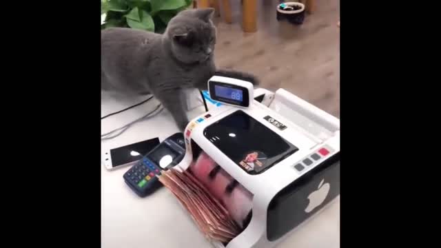 Best Funny Animals Video 2022 - Newest Cats😹 and Dogs🐶 Videos