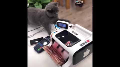 Best Funny Animals Video 2022 - Newest Cats😹 and Dogs🐶 Videos