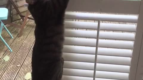 Cat jumps to get toy