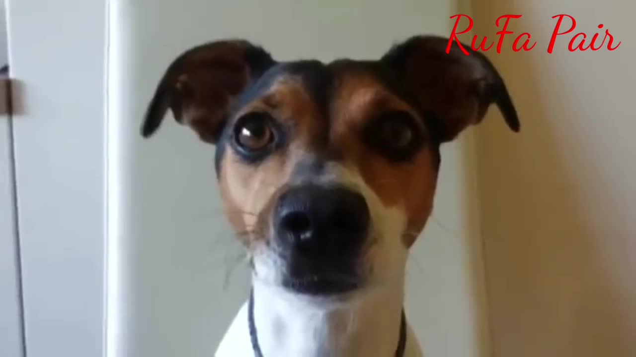 Top 10 funny dogs