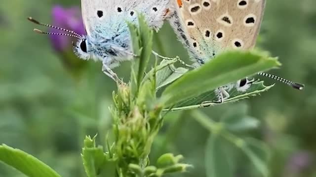 >> beautiful butterflies >