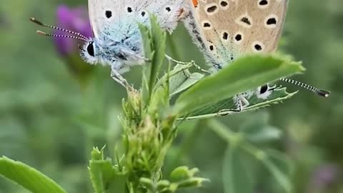 >> beautiful butterflies >