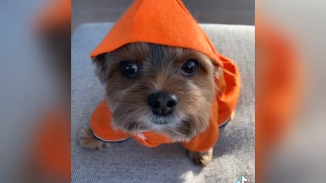 Dog Fashion And Funny Compilation