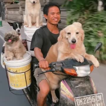 Dude Rides On Moped With Six Dogs