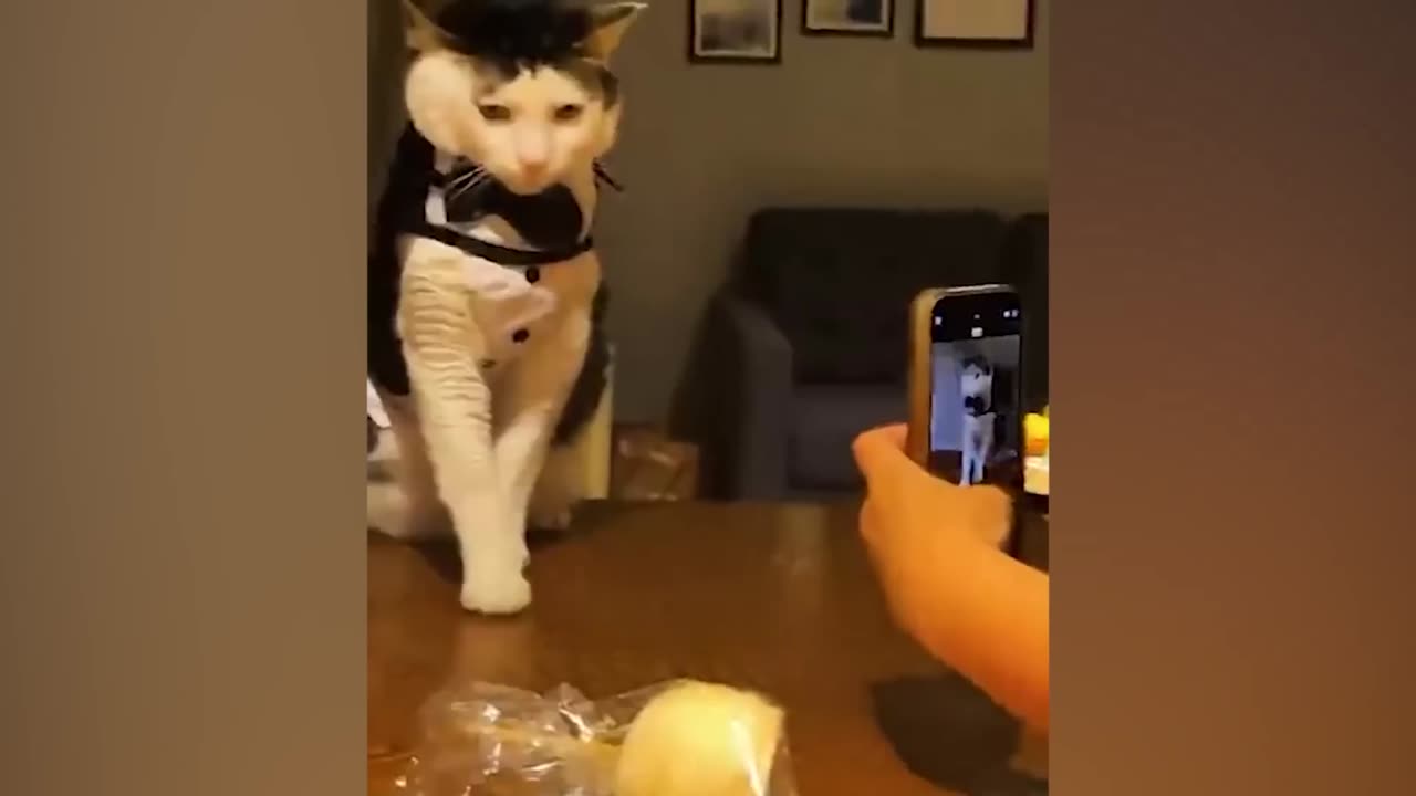60 Min funny dog and cats