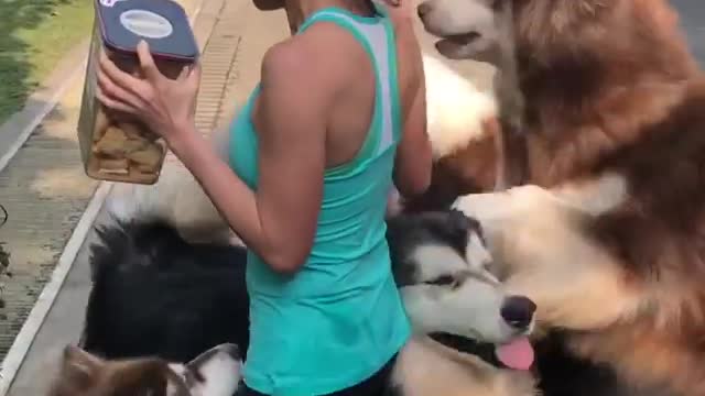 Pack of Alaskan Malamutes swam owner for treats