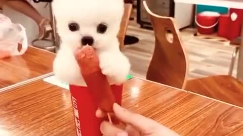 China's Funniest Pets Home Videos | new animals funny videos 2021