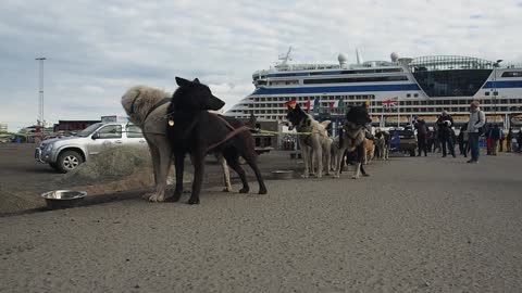 more than ten sled dogs