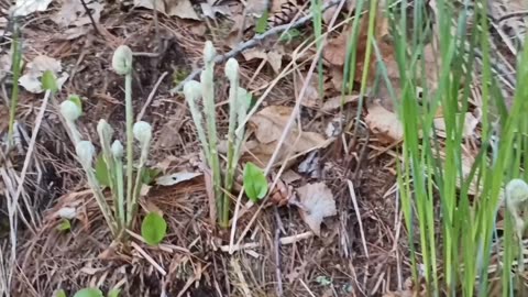 Fiddleheads