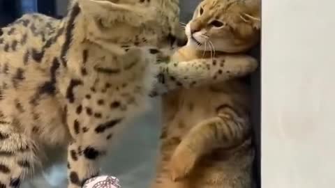 funny moments with animals, to tears