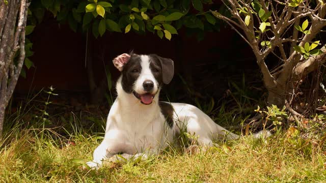 Veterinary dentist.