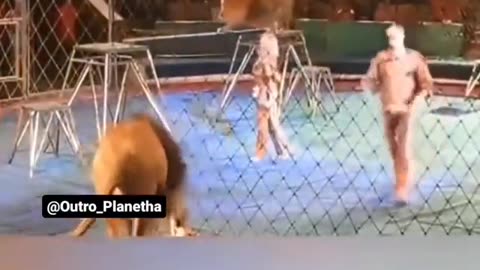 Lion attack