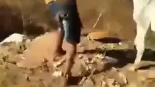 Donkey Gets Revenge After Being Hit by His Owner Over and Over.