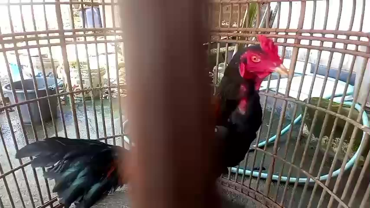 Cara Mudah Meningkatkan Stamina ayam