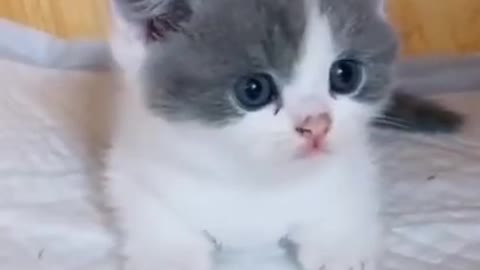 Funny Cat Video And Baby Cat