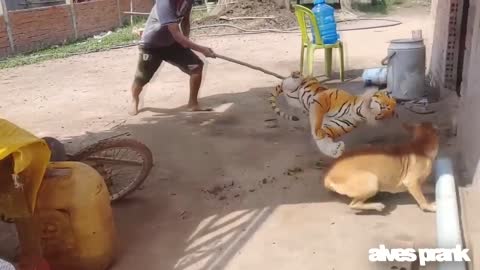 Tiger fake VS Dogs part 1