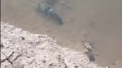 Video close-up crayfish replacing new shell