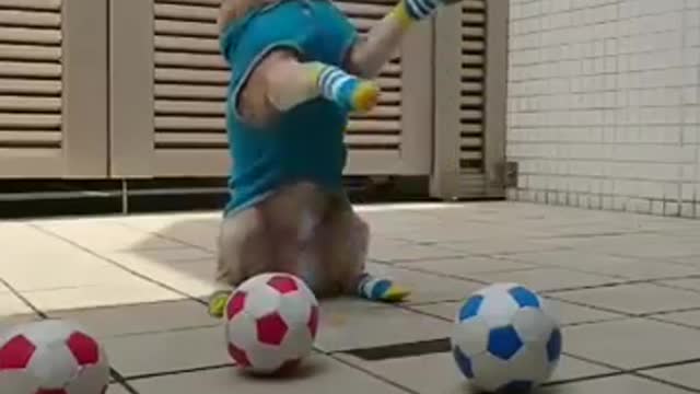 Dog Funny Play Catching Football