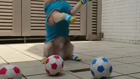 Dog Funny Play Catching Football