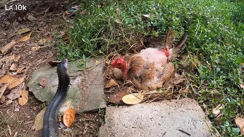 Snacks and Chicken