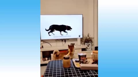 Compilação de animais fofos e engraçados