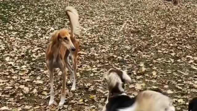 Saluki's best run dog