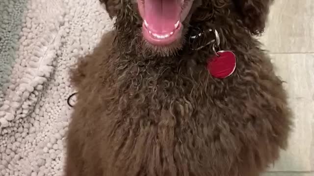 Puppy loves the feel of a blow dryer on her face!