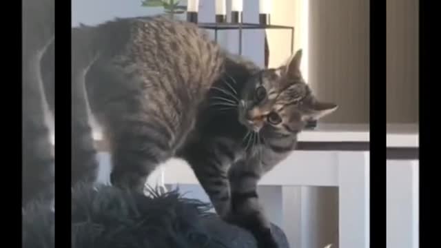 Funny cat